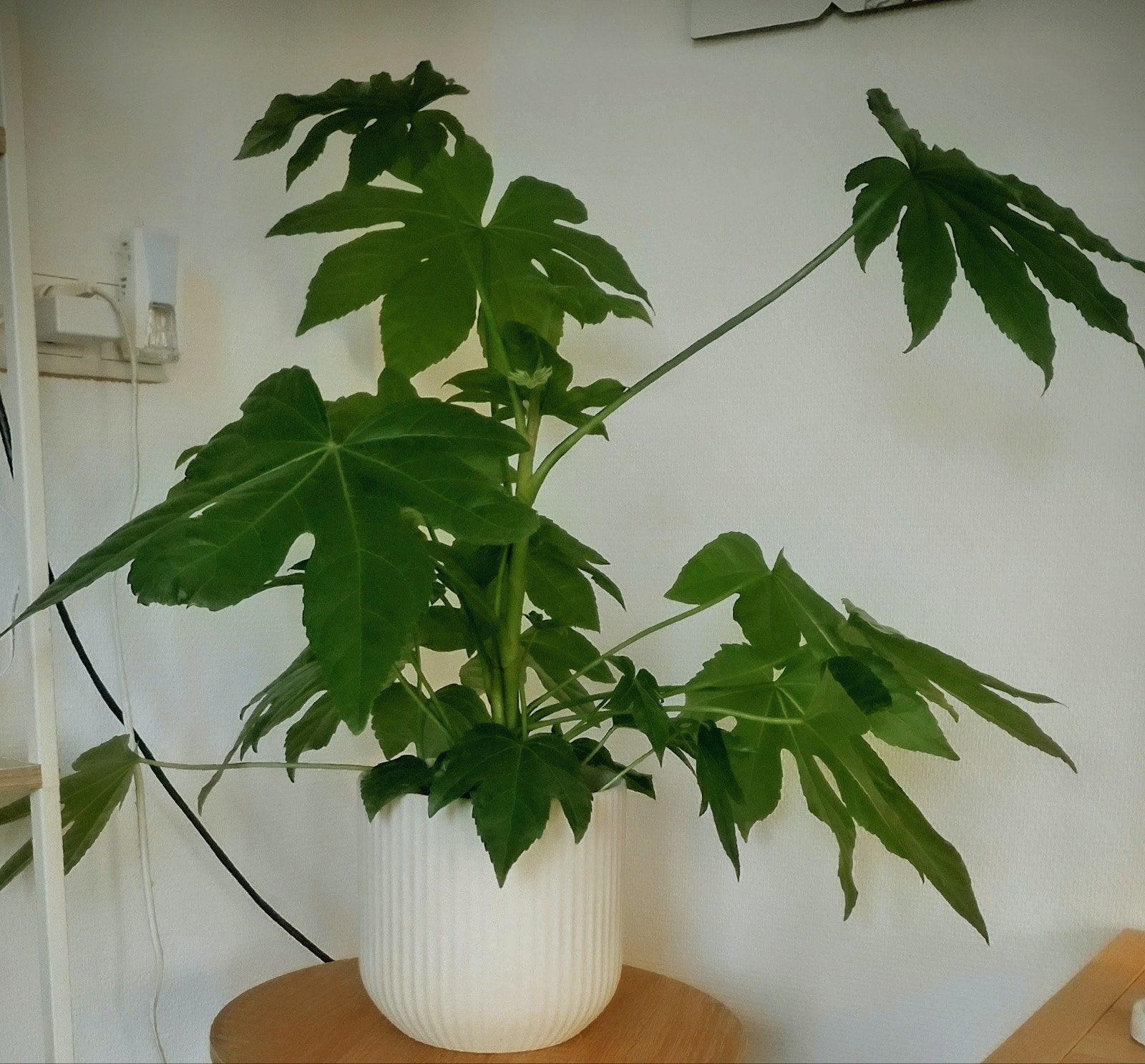 Grote Vingerplant (Fatsia Japonica) in beige pot, Vaste plant, Bloeit niet, Halfschaduw, Ophalen