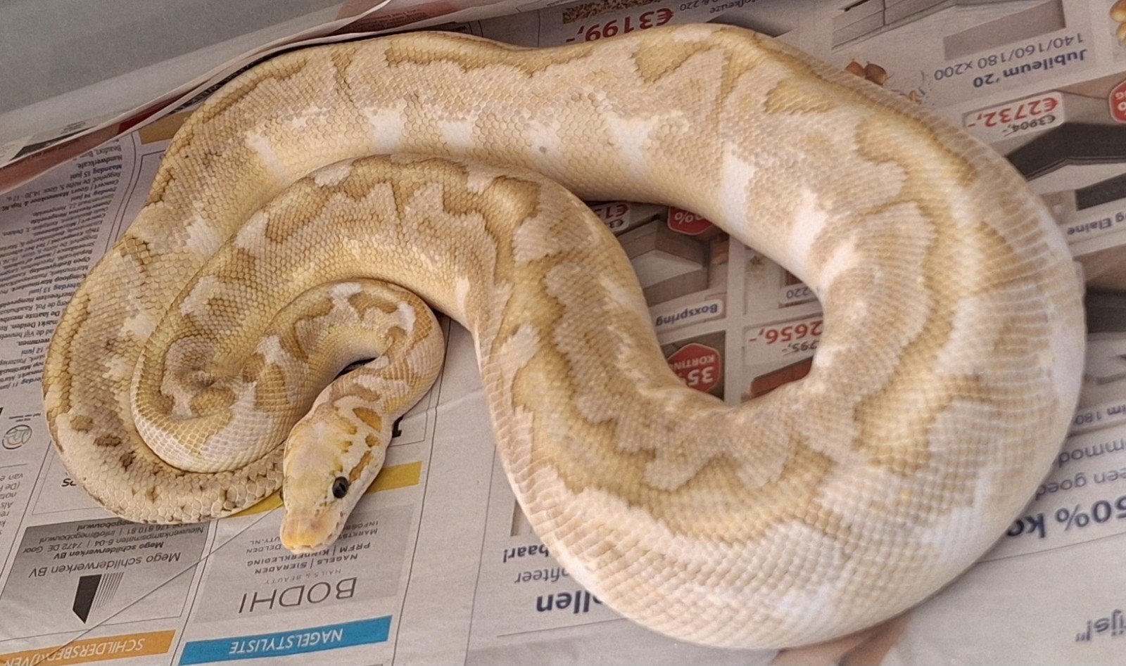 bamboo spotnose pastel 100%het clown Ball Python photo 5