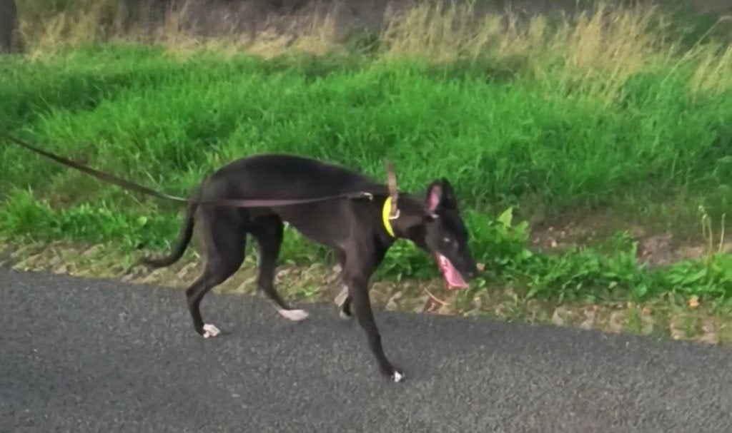 Greyhound, 15 weken tot 1 jaar, Overige rassen, Teef, Eén hond