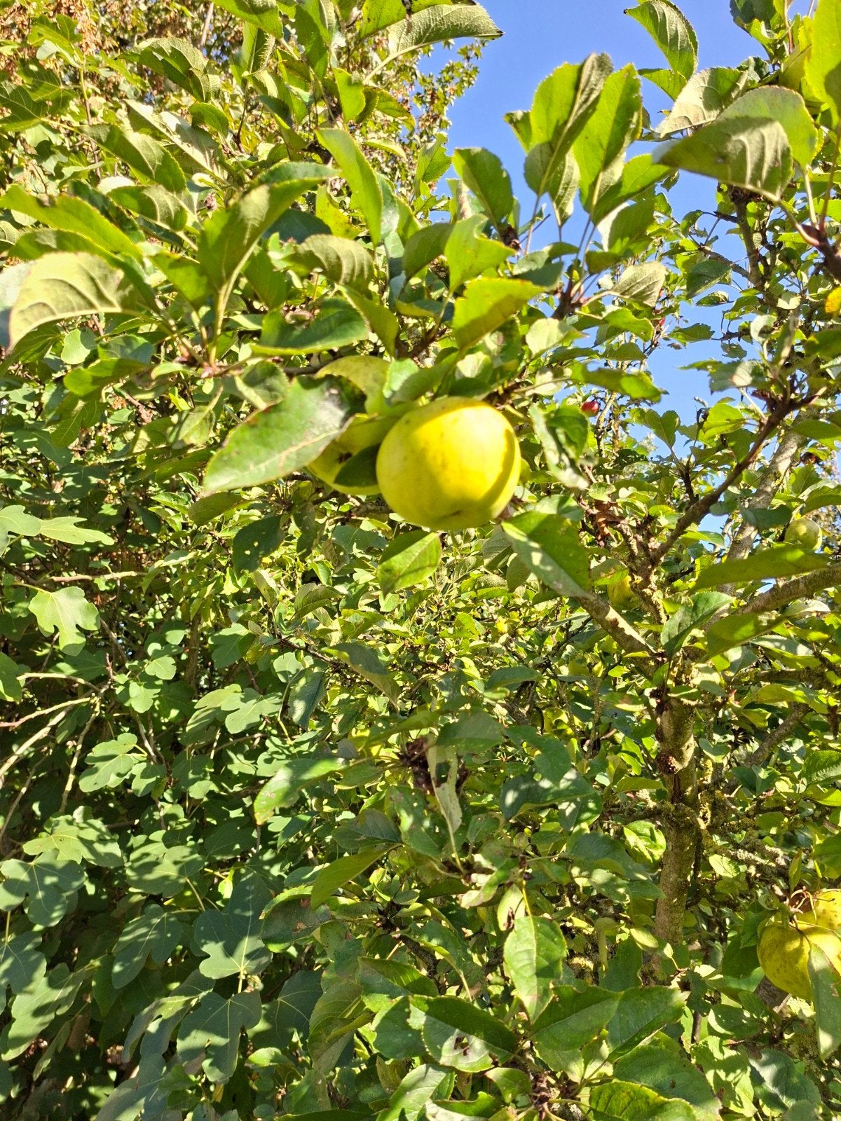 2 kleine appelbomen rood en groen, Tuin en Terras, Overige soorten, Lente, 250 tot 400 cm, Ophalen
