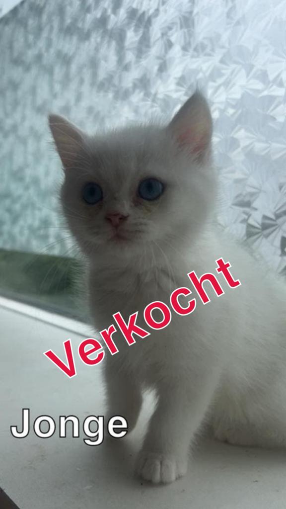 Te koop:4 Brits langhaar kittens, Dieren en Toebehoren, Meerdere dieren, Ontwormd, 0 tot 2 jaar