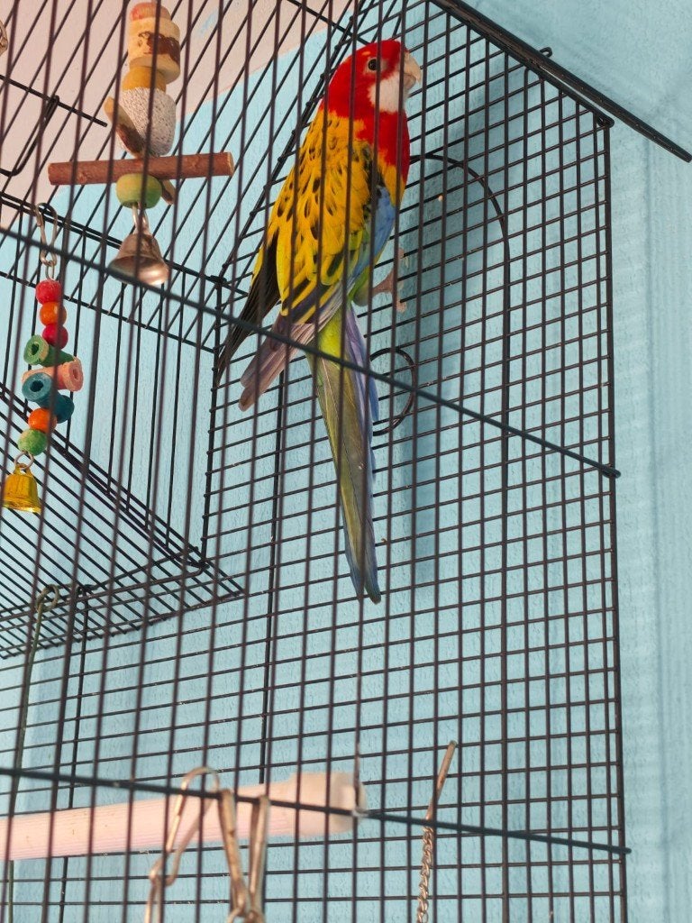 Rossela mannetje, Dieren en Toebehoren, Vogels | Parkieten en Papegaaien, Mannelijk, Parkiet