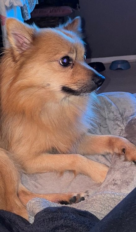 Pomeriaan kruising dwergkees, Eén hond, 3 tot 5 jaar, Nederland, Particulier