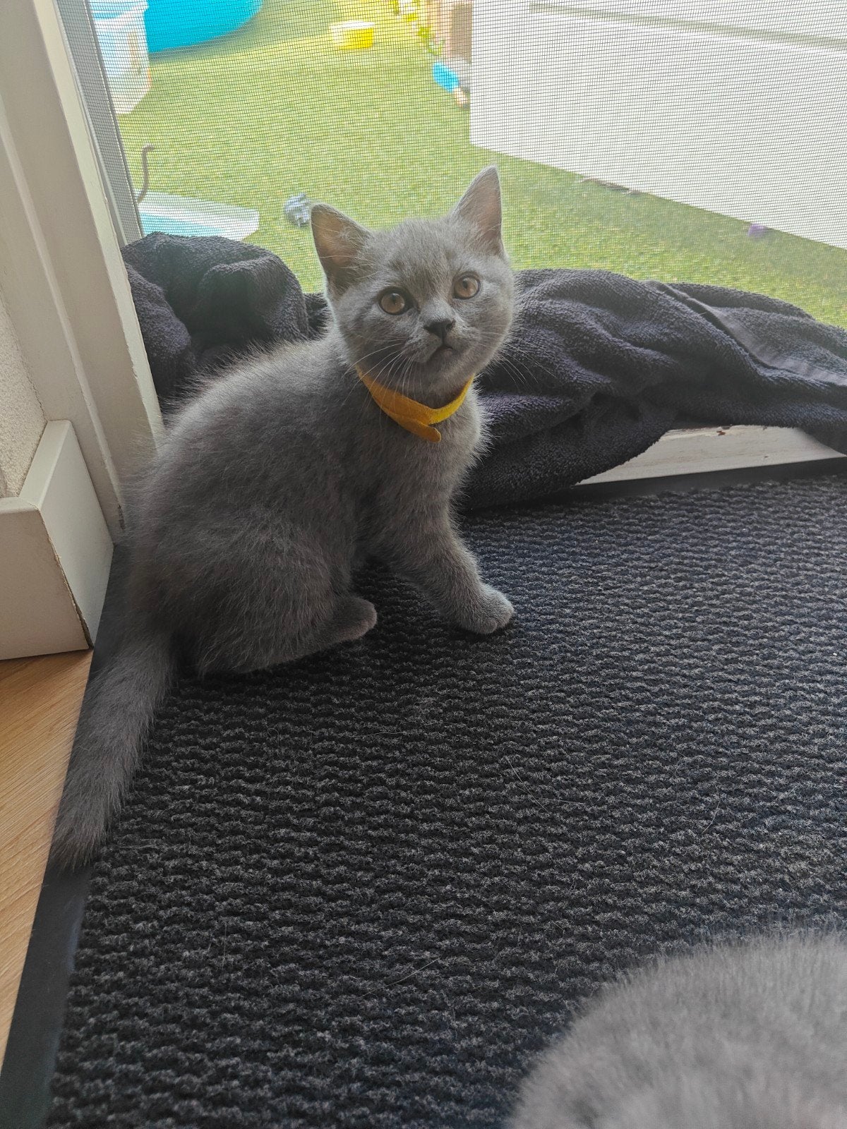 Prachtige Britse Korthaar katertjes, Kater, Met stamboom