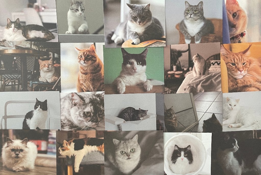 Scrapbooking realistiche katten binnen in huis papier, Verzenden, Nieuw, Papier of Karton