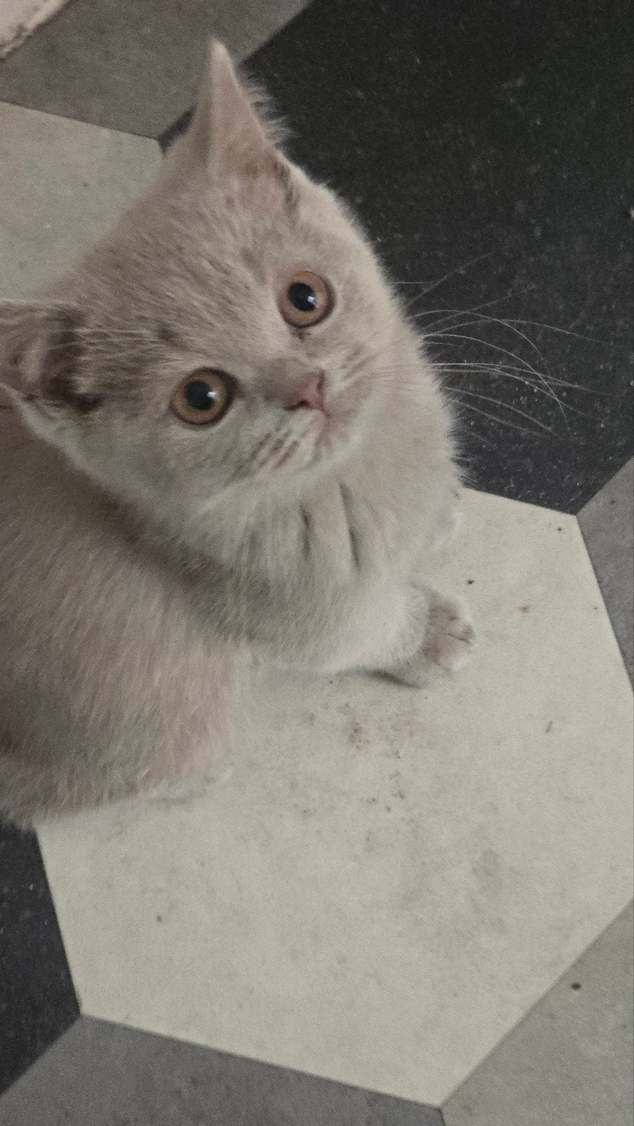 Foto 14 van Wij mogen verhuizen! Prachtige kittens met stamboom