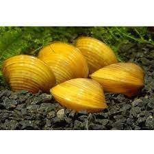 Corbicula sp. Yellow basket (gele mand)mossel, Dieren en Toebehoren, Slak of Weekdier, Zoetwatervis