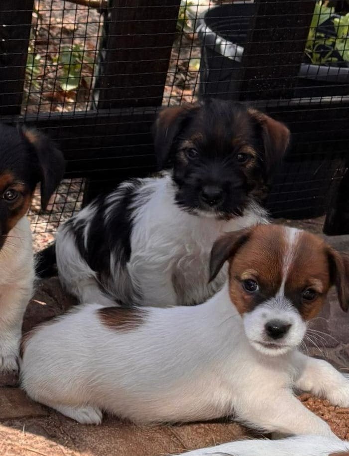 Prachtige ruwharige en kortharige Jack Russell pups, Parvo, Jack Russell Terriër, 8 tot 15 weken, Meerdere