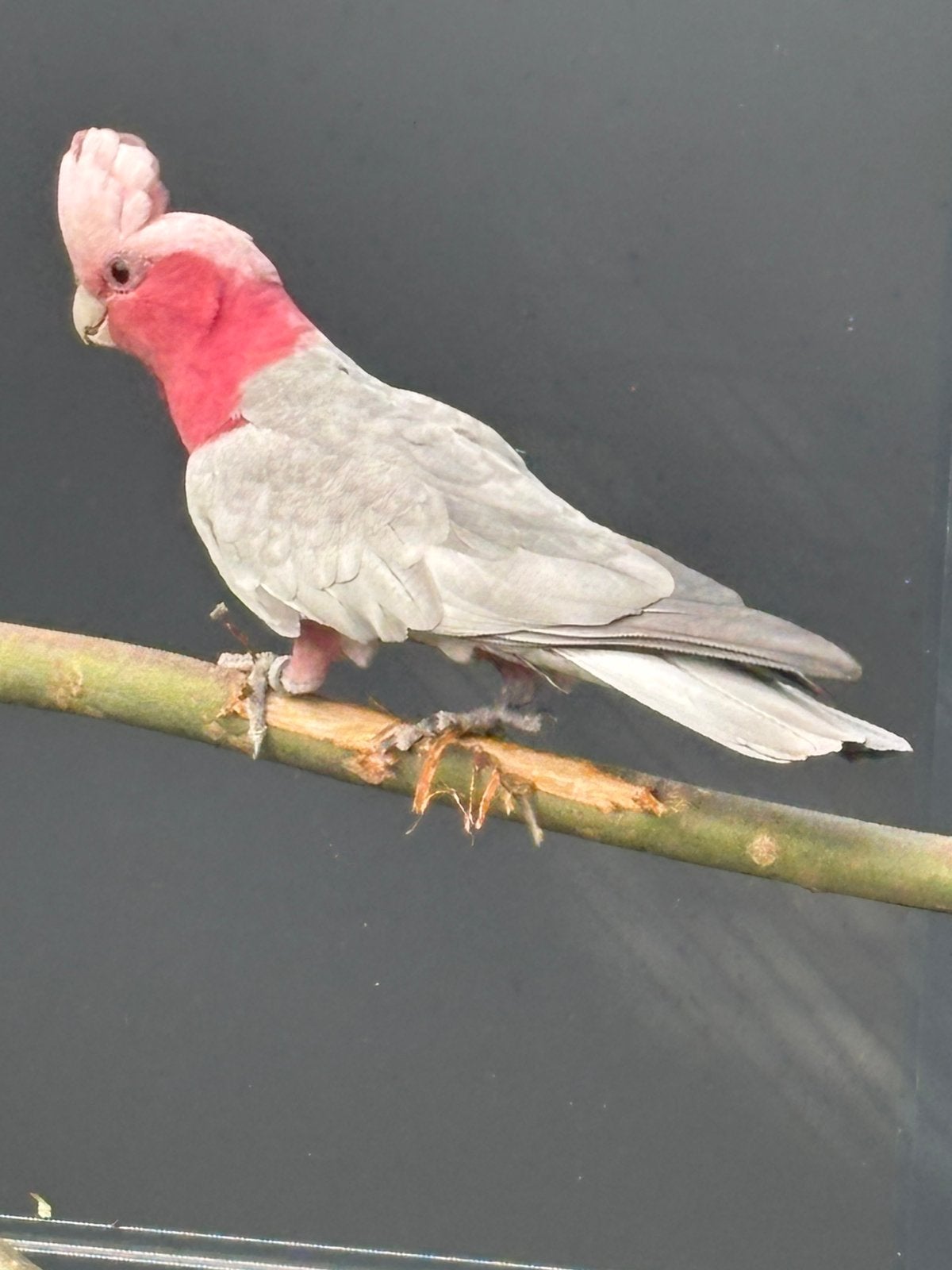 Split Lutino Rose Kaketoe 2023, Dieren en Toebehoren, Mannelijk, Papegaai, Geringd