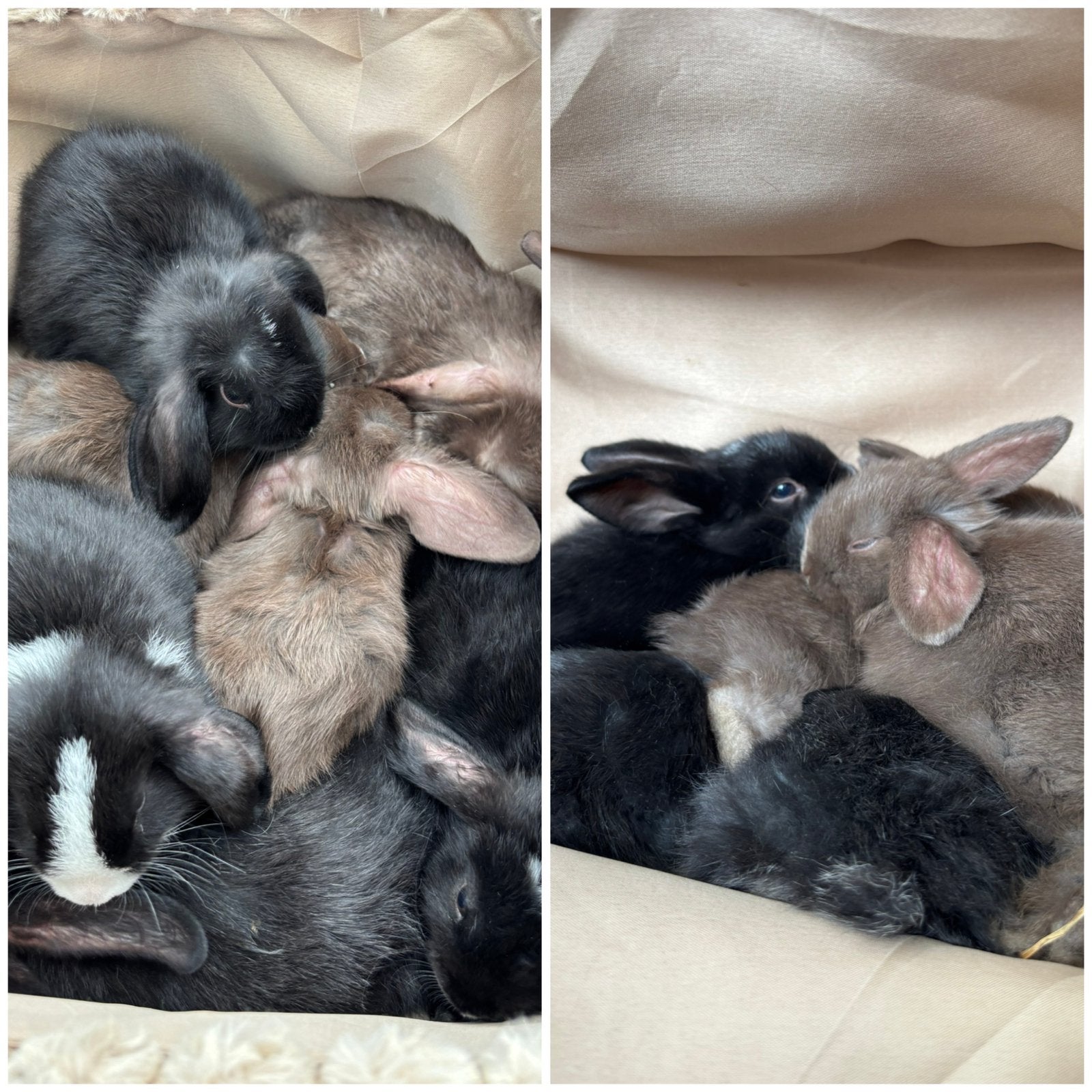 Lieve babykonijntjes Mini Lop X Dwerghangoor, Dieren en Toebehoren, Meerdere dieren, Klein, Hangoor
