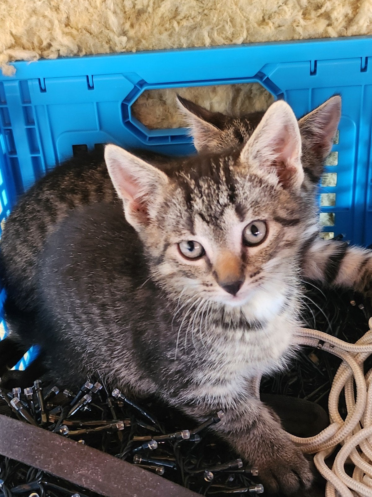 Kittens te koop, Kater, Ontwormd