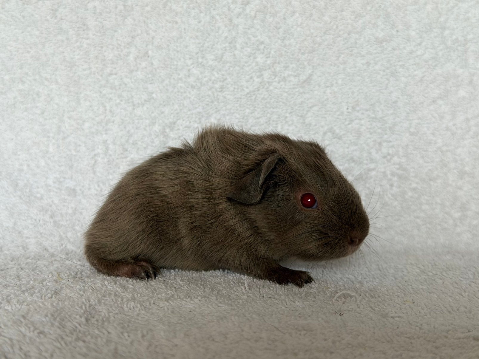 Lilac ridgeback cavia beertje, Dieren en Toebehoren, Juni, Mannelijk, Cavia