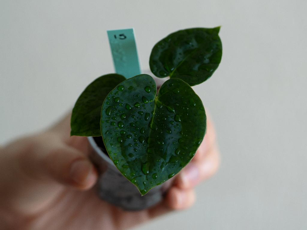 Anthurium Michelle x Papillilaminum zaailing #15, Overige soorten, Minder dan 100 cm, Groene kamerplant, Halfschaduw