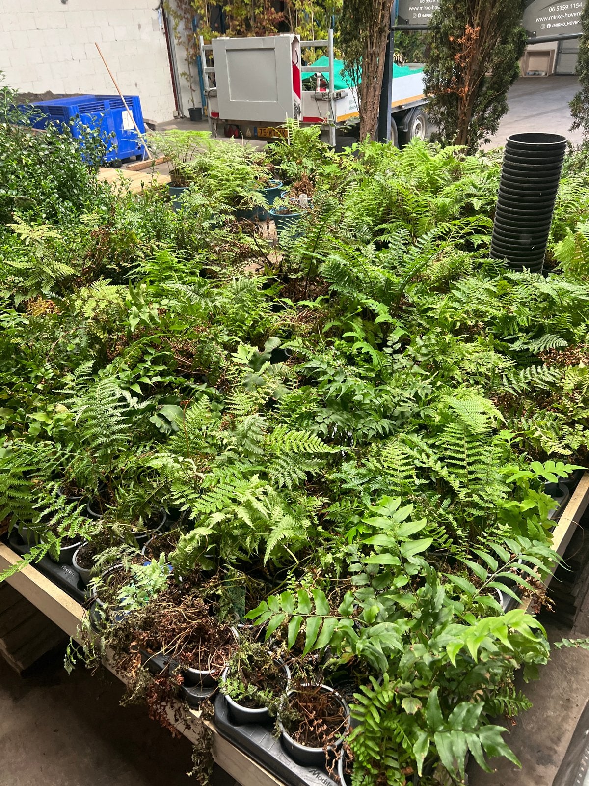 Diverse Varens en Fruitplanten - Ideaal voor Tuin en Terras, Tuin en Terras, Planten | Tuinplanten, Vaste plant, Varens, Ophalen of Verzenden