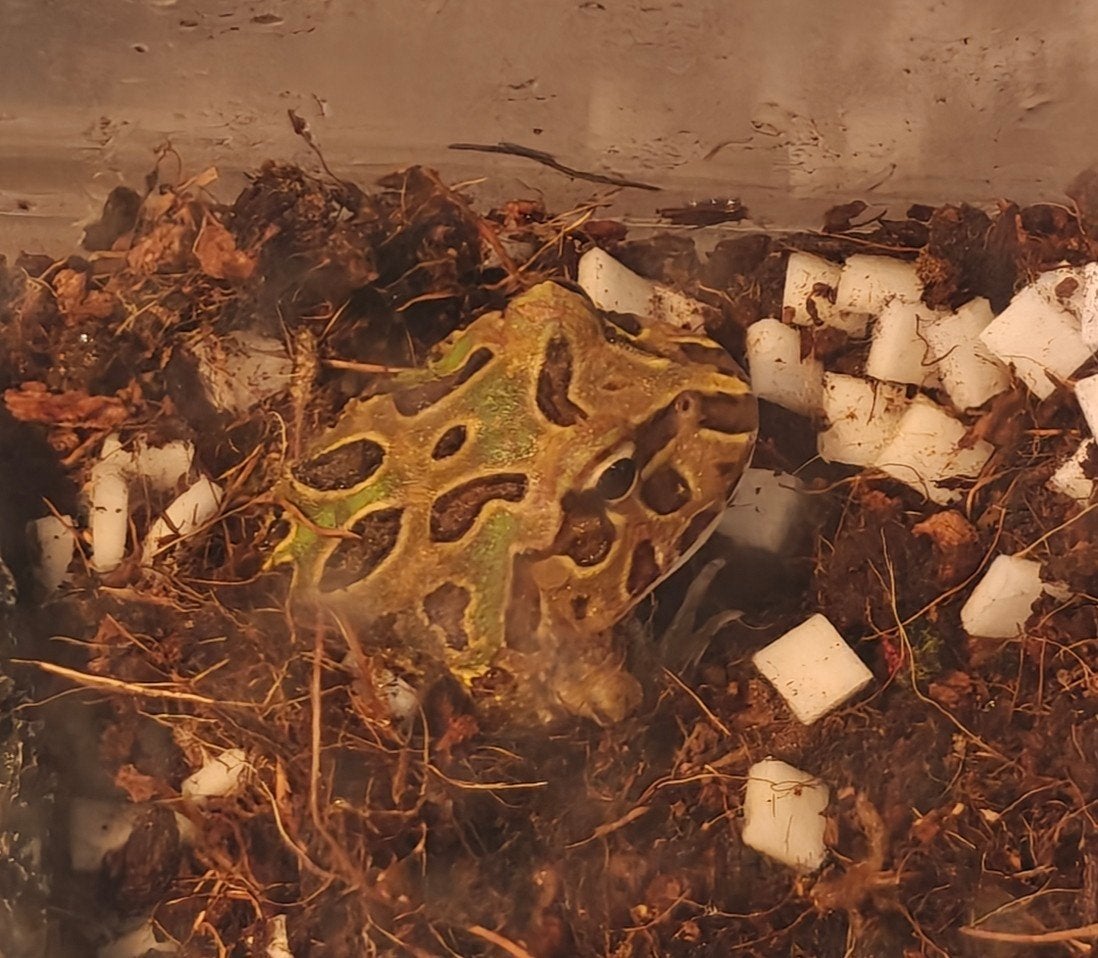 pacman frog Frog - unknown for sale from sjparsons Samantha