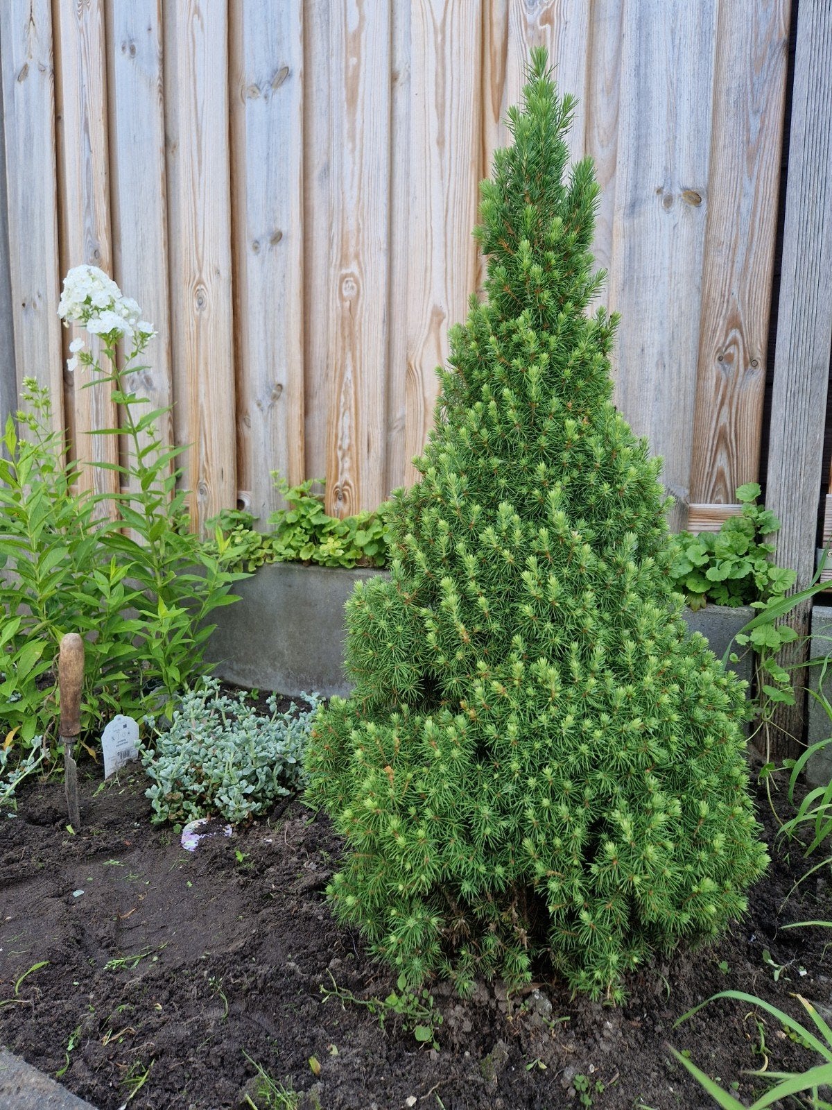 Dwergspar/Witte spar (Picea glauca 'Conica'), Volle zon, Vaste plant, Bloeit niet, Ophalen