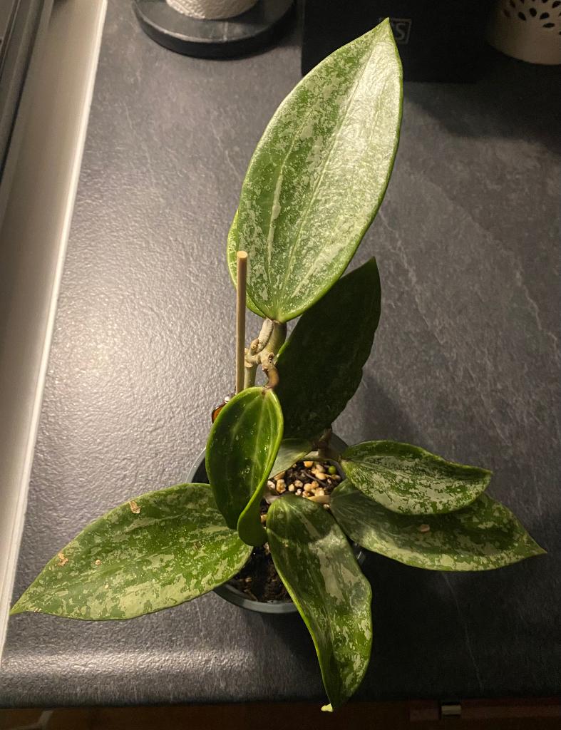 Hoya rangsan ruilen, Huis en Inrichting, Kamerplanten, Ophalen, Overige soorten, Halfschaduw, Minder dan 100 cm