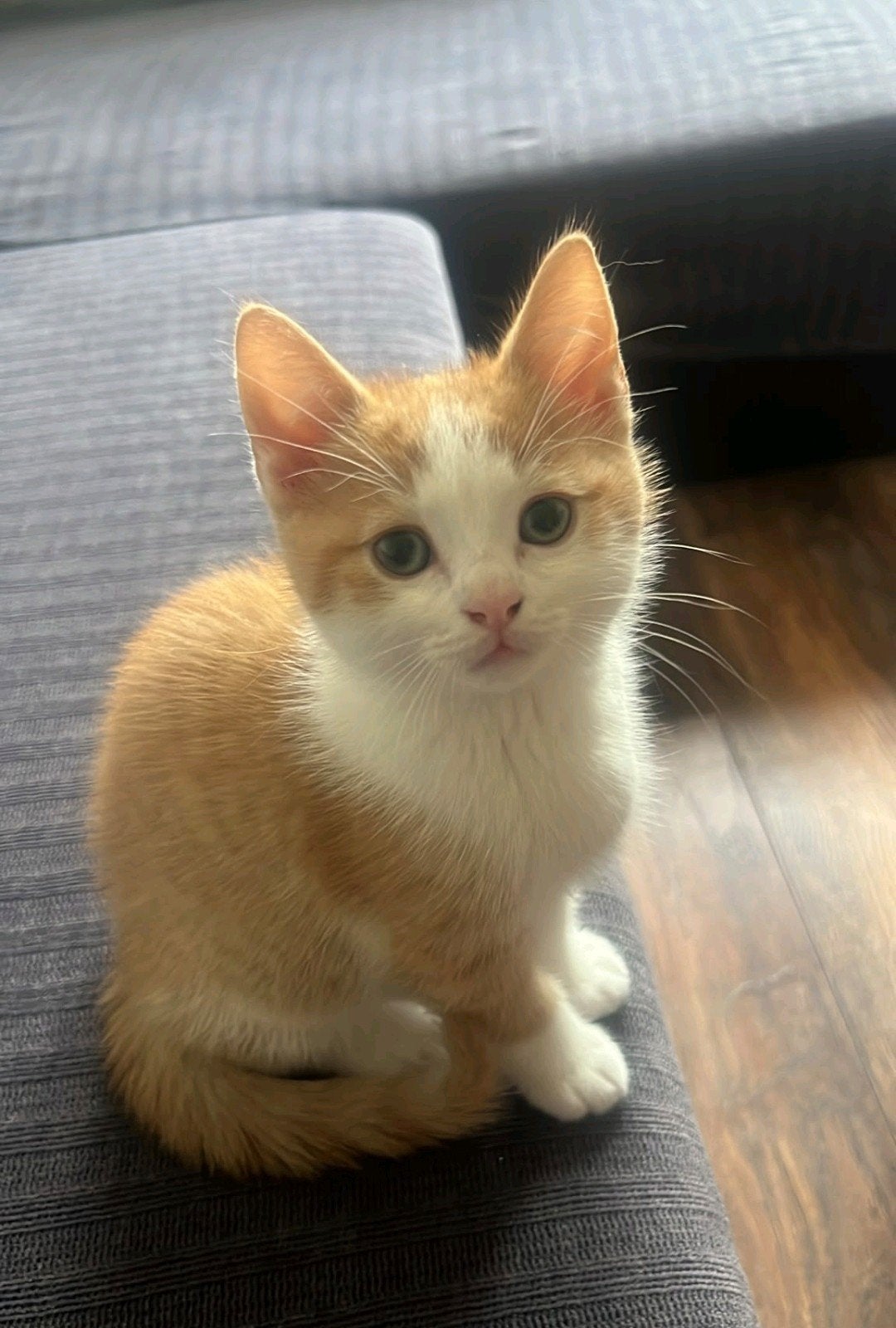 Kittens te koop (laatste beschikbaar), Meerdere dieren, Kortharig, 0 tot 2 jaar