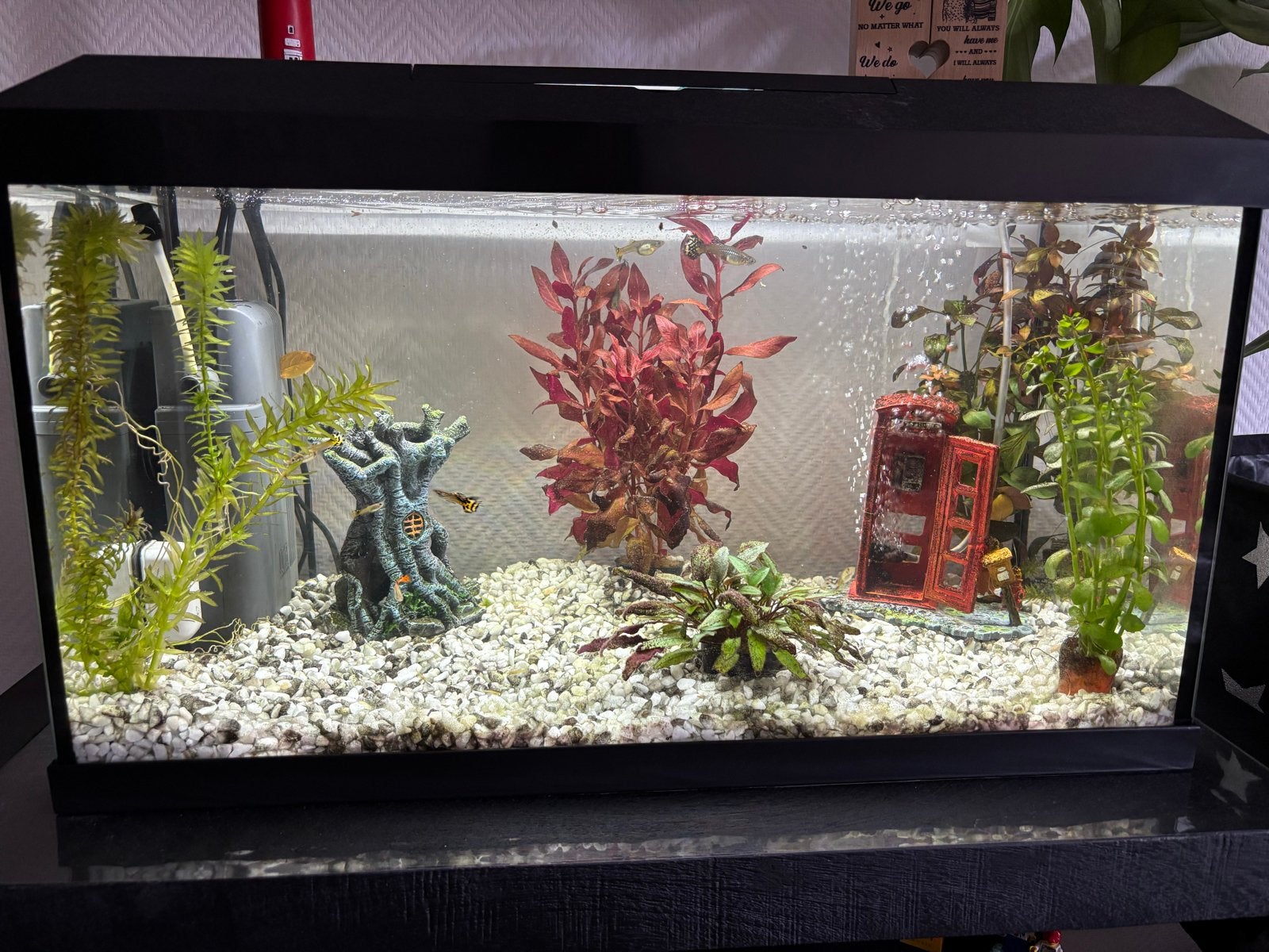 Guppy’s (eigen kweek), Ophalen