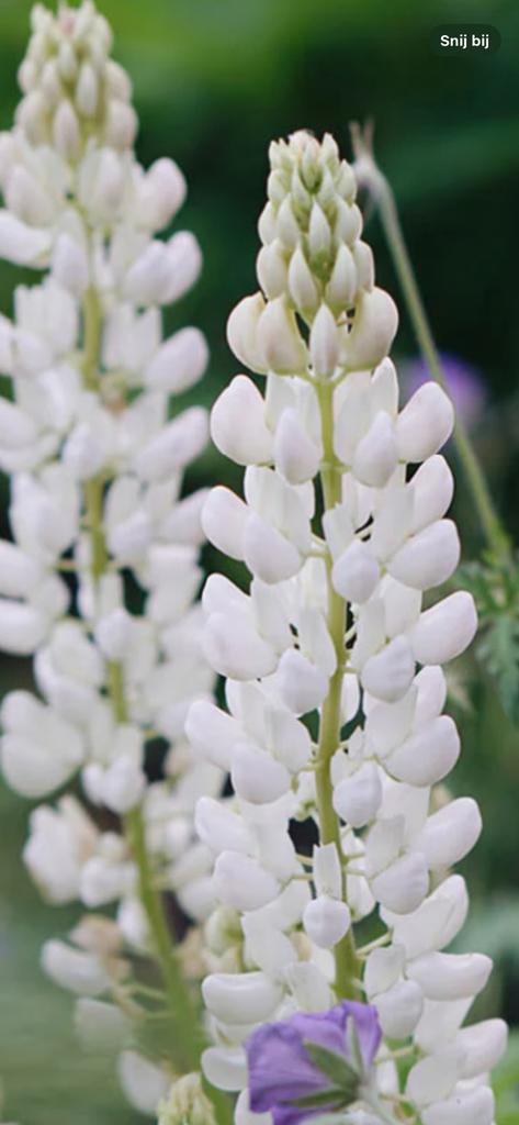 Lupine, Ophalen, Overige soorten, Volle zon