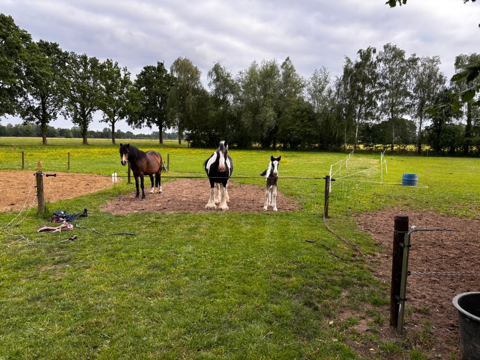 Pensionstal aangeboden, Dieren en Toebehoren, Weidegang
