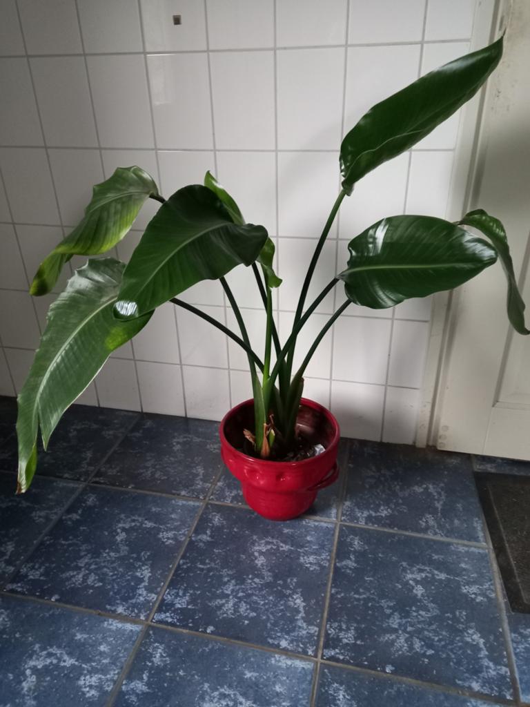 strelitzia, Huis en Inrichting, Kamerplanten, Ophalen, Halfschaduw, Minder dan 100 cm