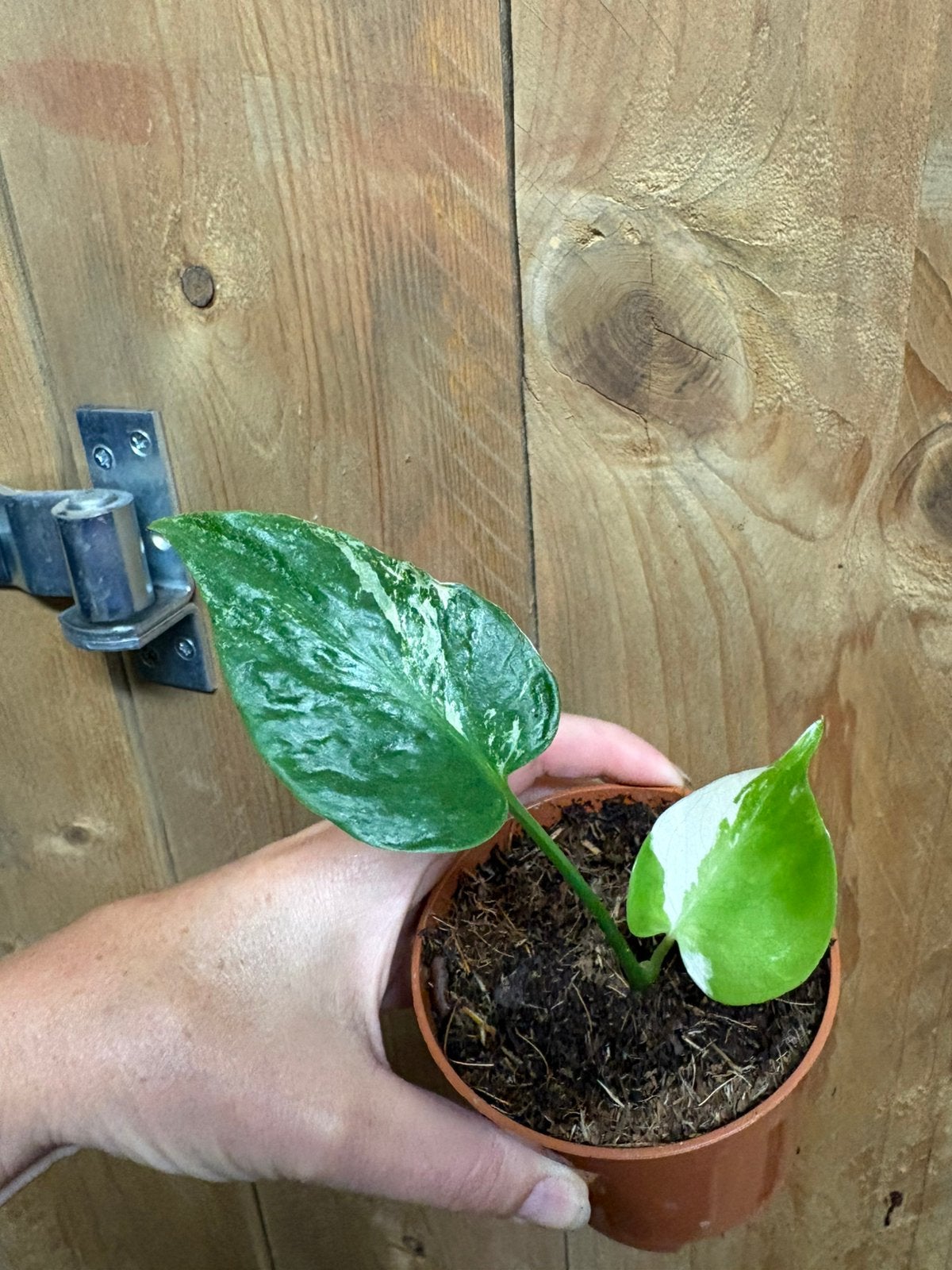 Monstera deliciosa variegata plant albo white wit mint large, Ophalen of Verzenden, Halfschaduw, Minder dan 100 cm