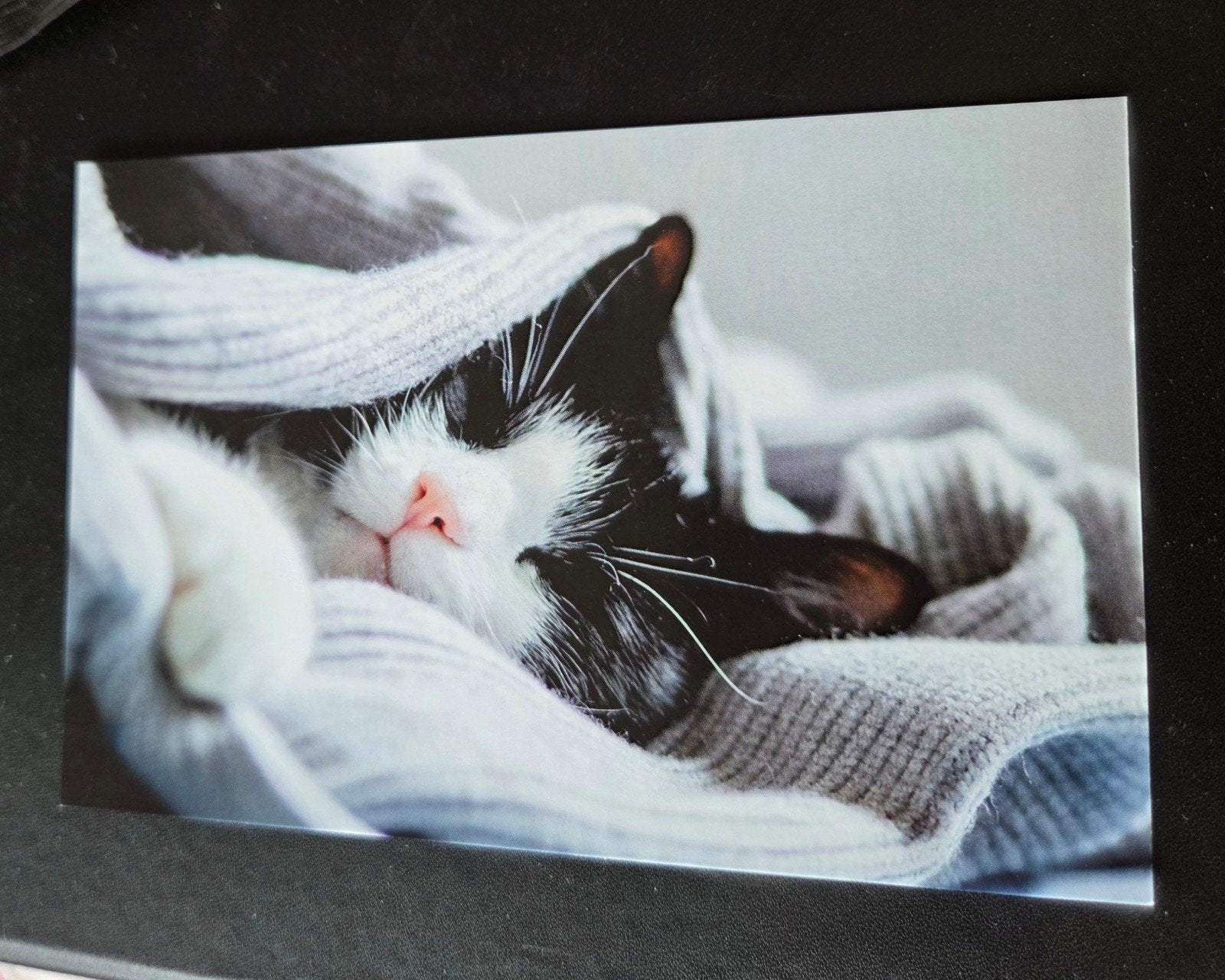 Stichting DierenLot - Slapende Kat, Verzenden, 1980 tot heden, Ongelopen, Hond of Kat