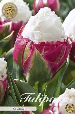 Tulpenbollen: Ice Cream, Salmon Impression World's Favourite, Ophalen of Verzenden, Najaar, Volle zon, Bloembol
