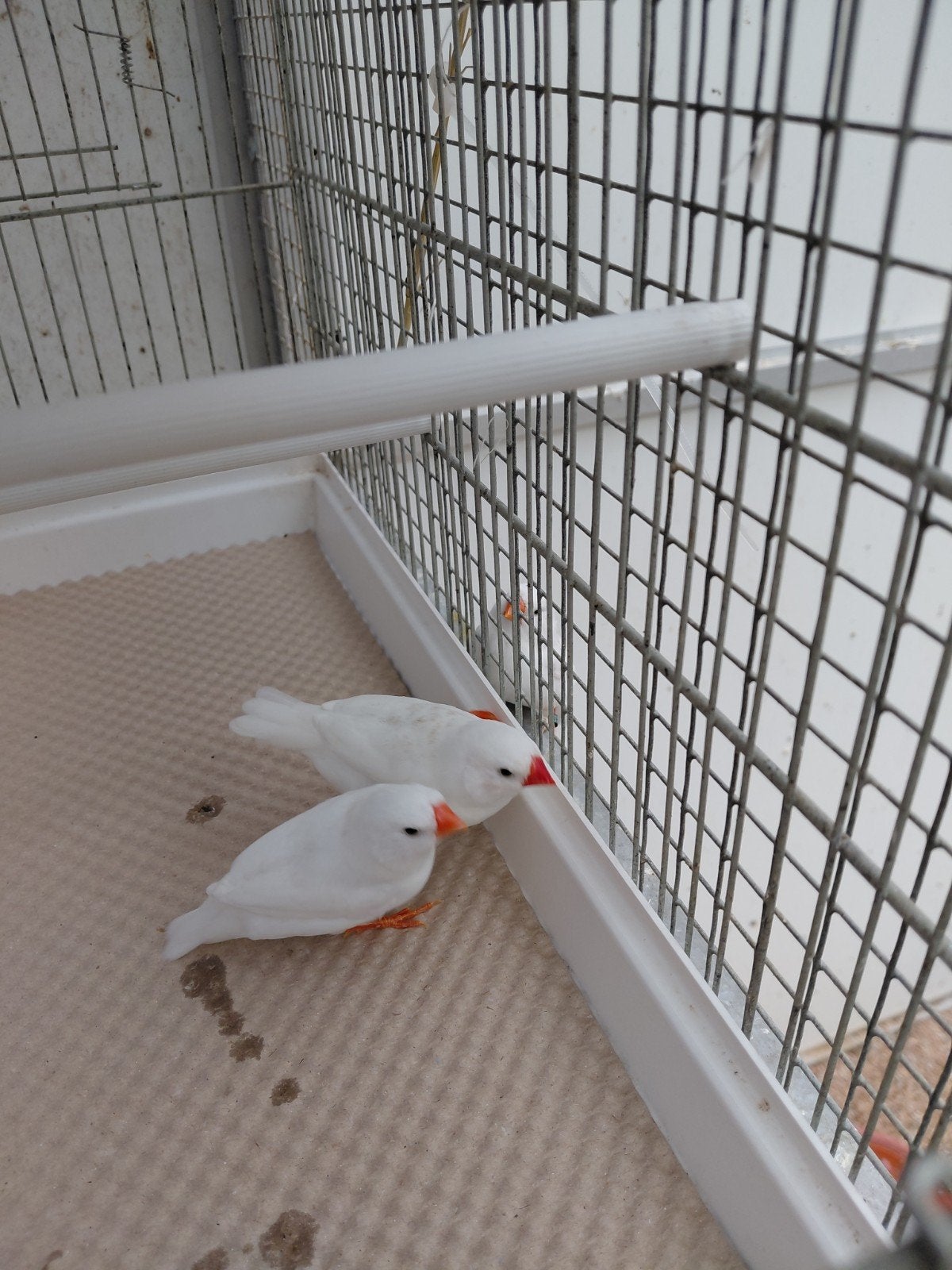 koppel zebravinken 2025, Dieren en Toebehoren, Meerdere dieren, Tropenvogel, Geringd