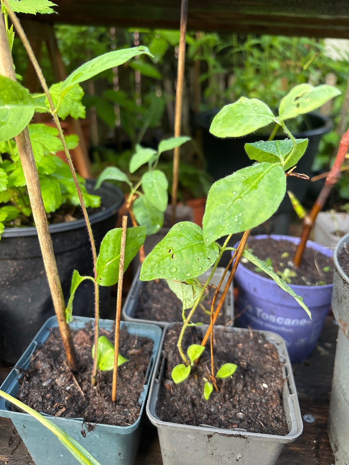 Biologische Kamperfoelie Stekken - Geurend & Insectvriendeli, Tuin en Terras, Ophalen, Vaste plant, Halfschaduw, Klimplanten