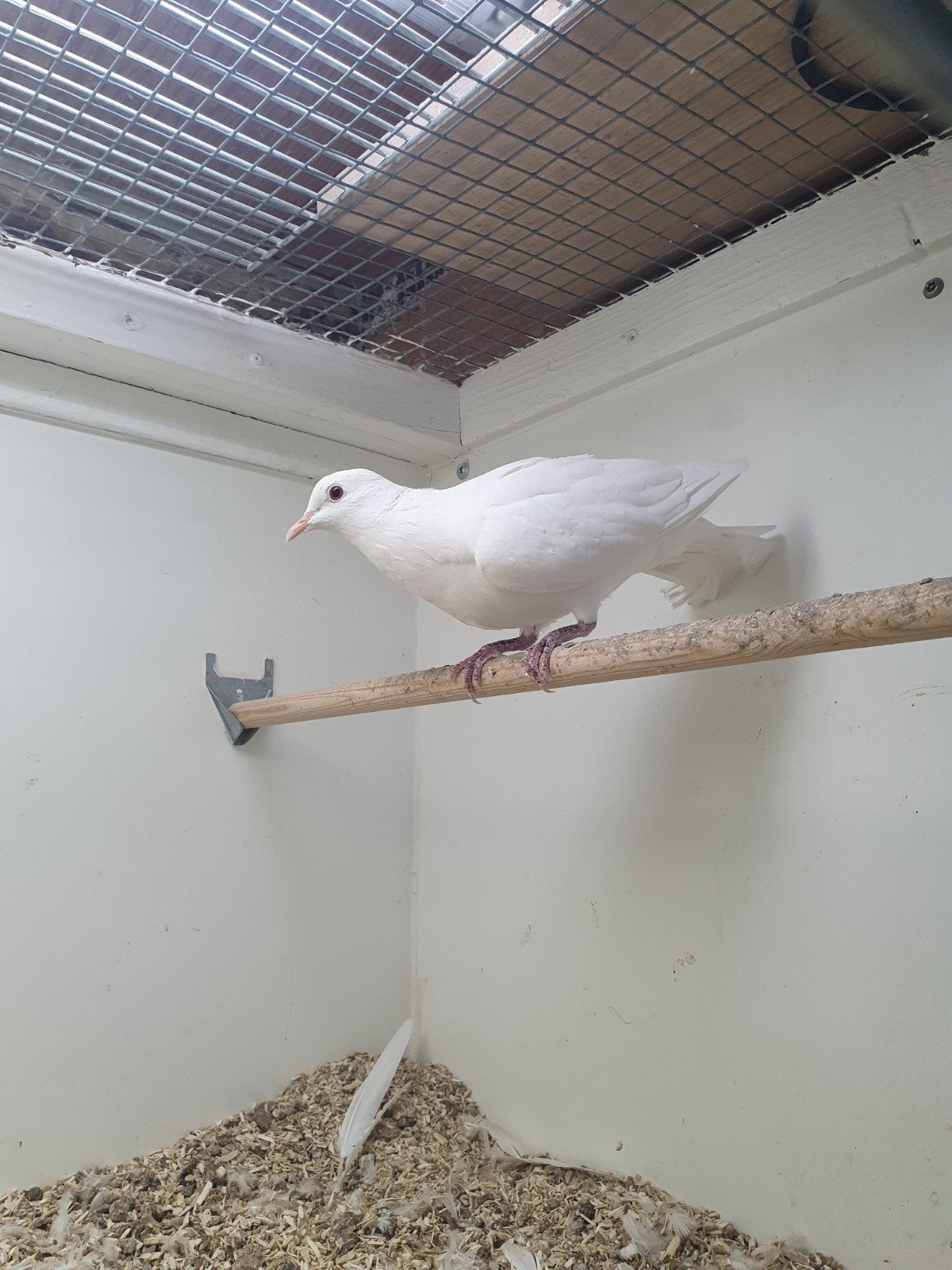 Lachduiven, Meerdere dieren, Tortelduif