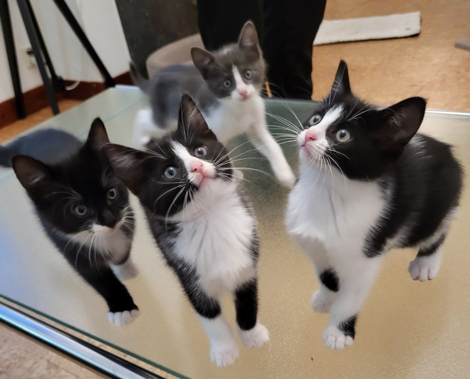 Ondernemende & mensgerichte kittens, 9 weken nu, Meerdere dieren, Kortharig, 0 tot 2 jaar