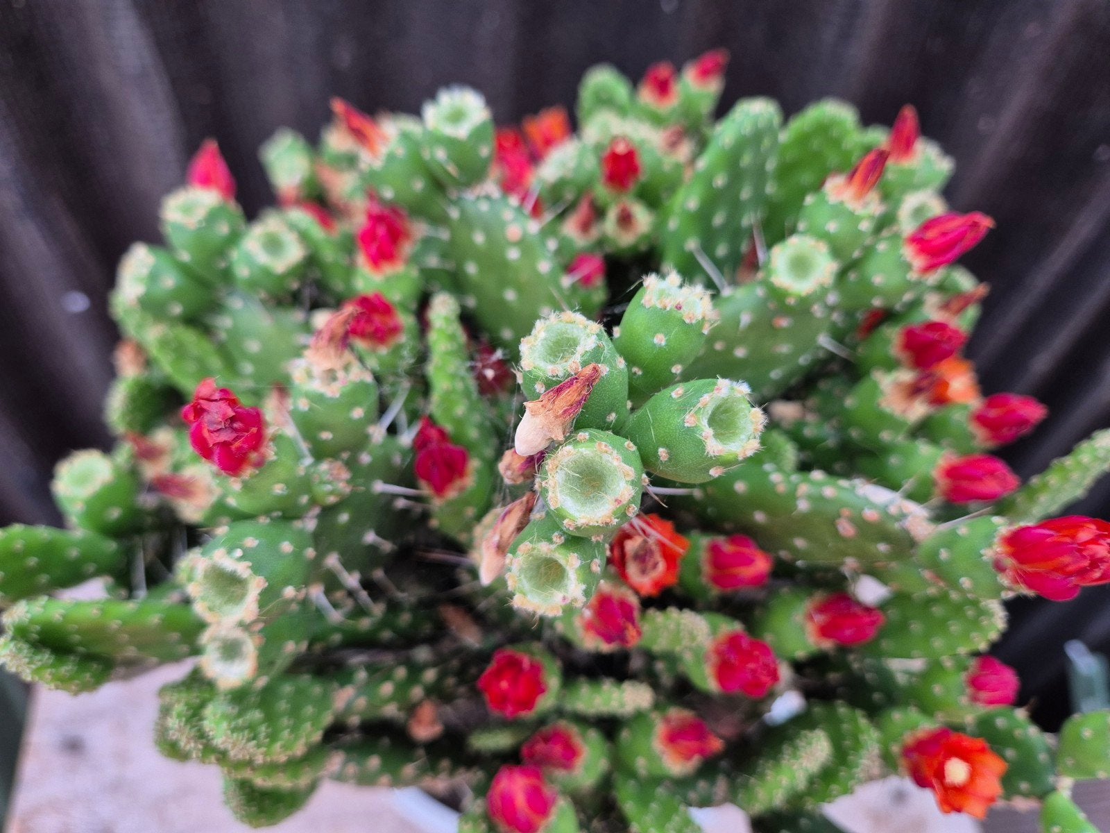 Opuntia Quitensis XXL p19 (3), Ophalen of Verzenden, Halfschaduw