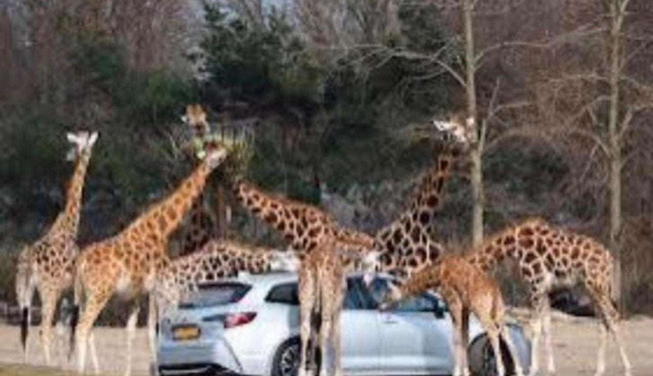🦩🦒🦓 🦜 4 tickets Safaripark Beekse Bergen twv 130 euro, Drie personen of meer, Ticket of Toegangskaart