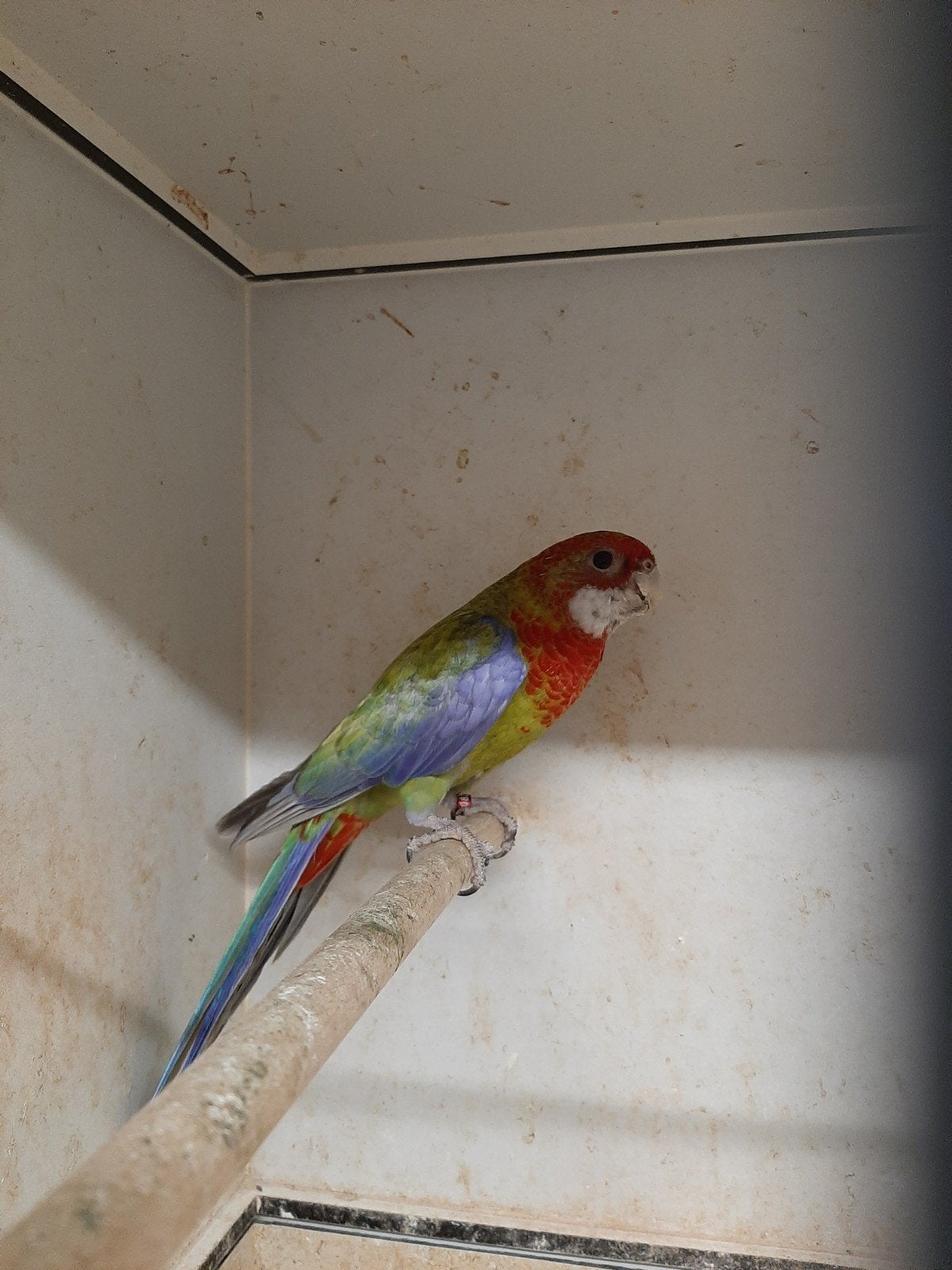 rosella man zwartpastel/blauw, Meerdere dieren, Parkiet, Geringd