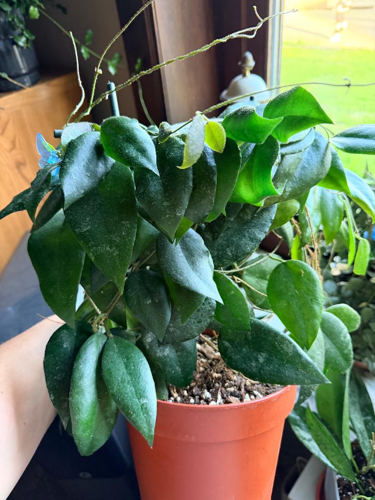Hoya pakket (12 verschillende), Verzenden, Halfschaduw, Minder dan 100 cm