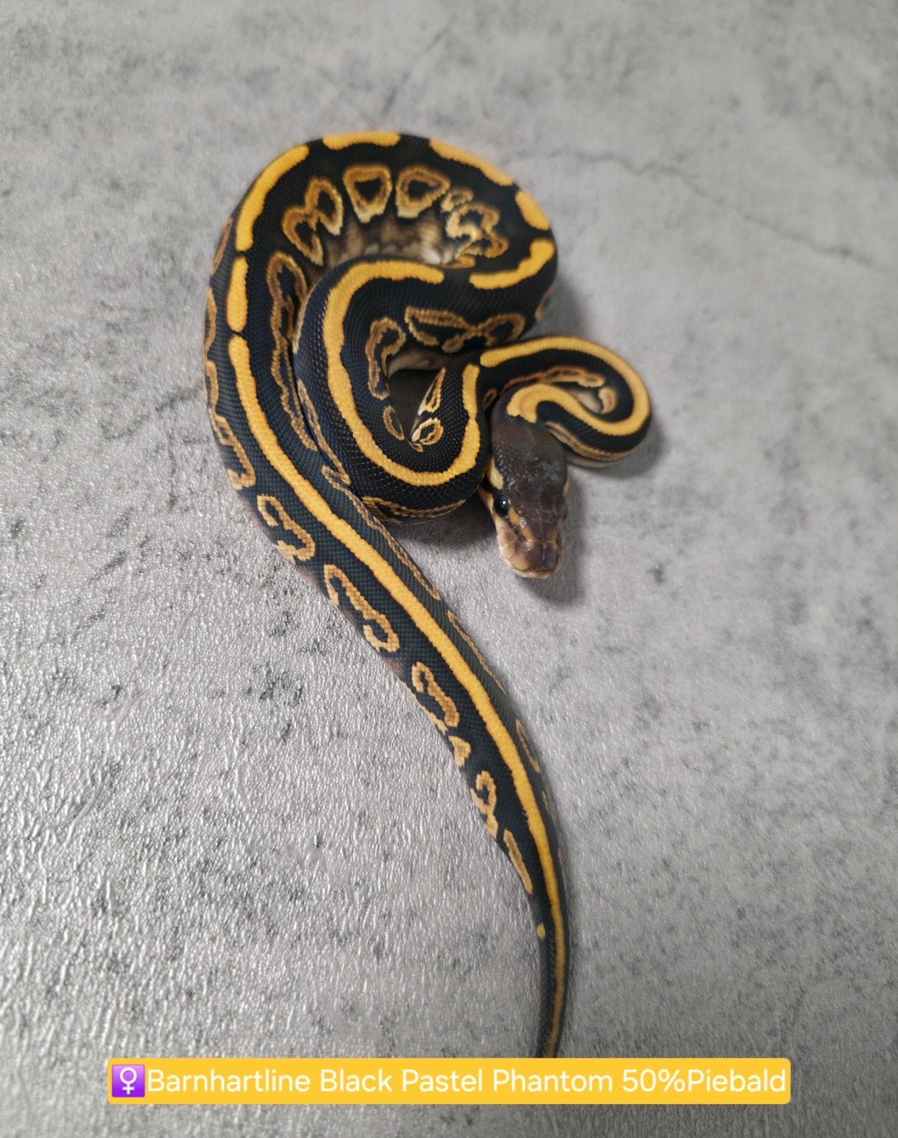 Ballpythons/Koningspythons/Python Regius 2026 Ball Python photo 6