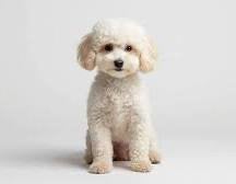 Toypoedel, Dieren en Toebehoren, Poedel, 1 tot 2 jaar, Teef, Parvo