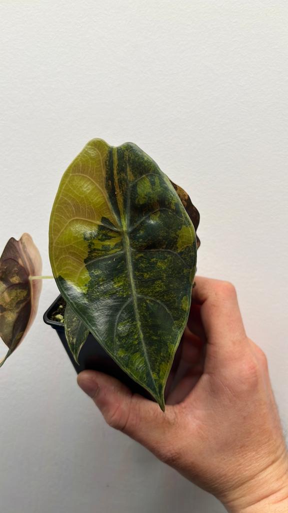Alocasia Sedenii Aurea Variegata - Zeldzame Kamerplant #3, Huis en Inrichting, Kamerplanten, Overige soorten, Minder dan 100 cm