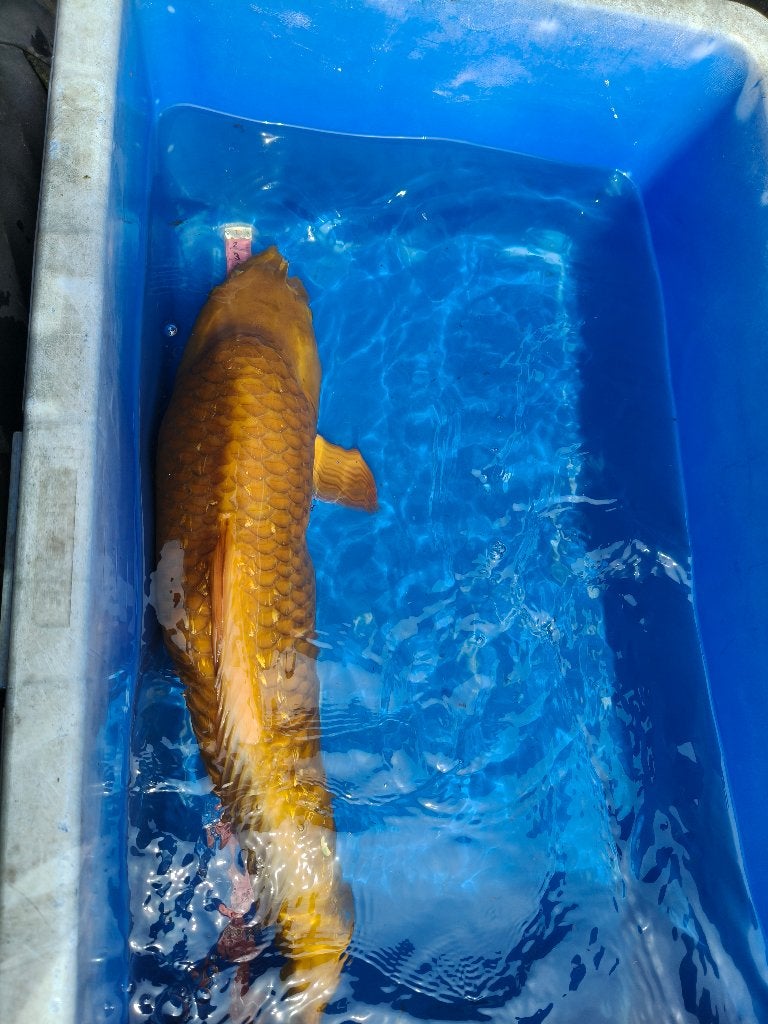 Koi karpers 50 tot  68 cm, Dieren en Toebehoren, Karper of Koi
