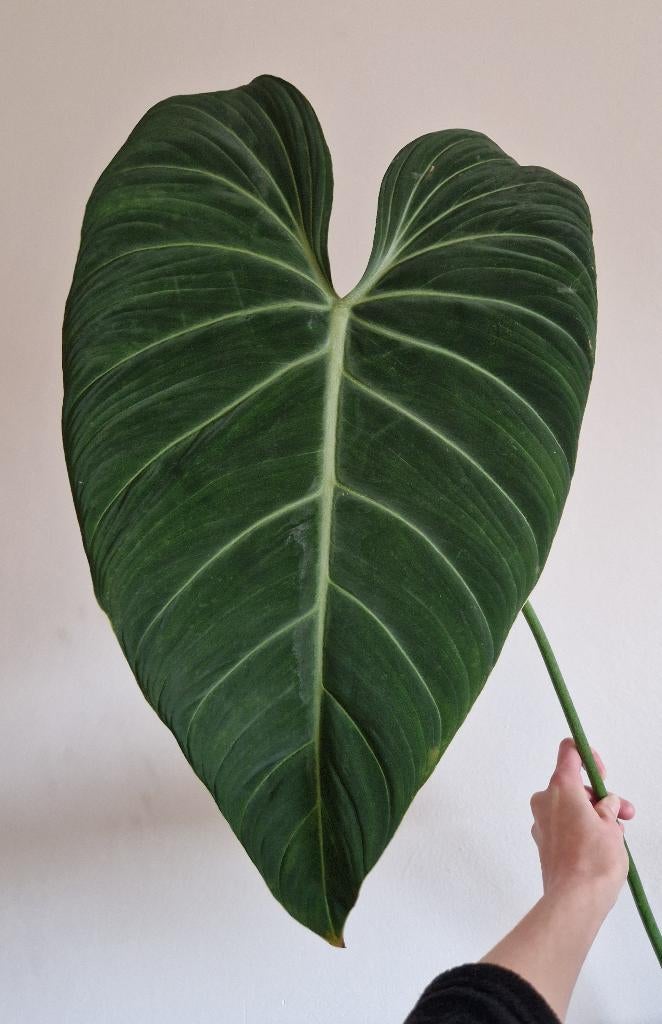 Philodendron Glorious stek XL, Huis en Inrichting, Kamerplanten, Ophalen of Verzenden, Halfschaduw, Minder dan 100 cm