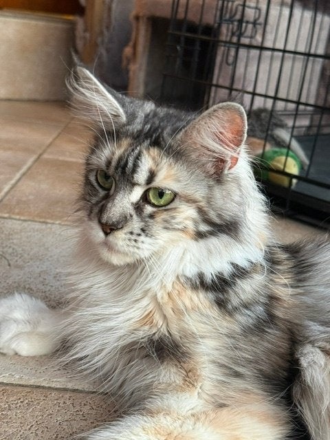 Fokpoes Maine Coon Tortie Polydactyl TE KOOP met stamboom, Dieren en Toebehoren, Poes, Met stamboom, 0 tot 2 jaar