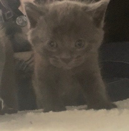Kittens, Dieren en Toebehoren, Katten en Kittens | Overige Katten, Meerdere dieren