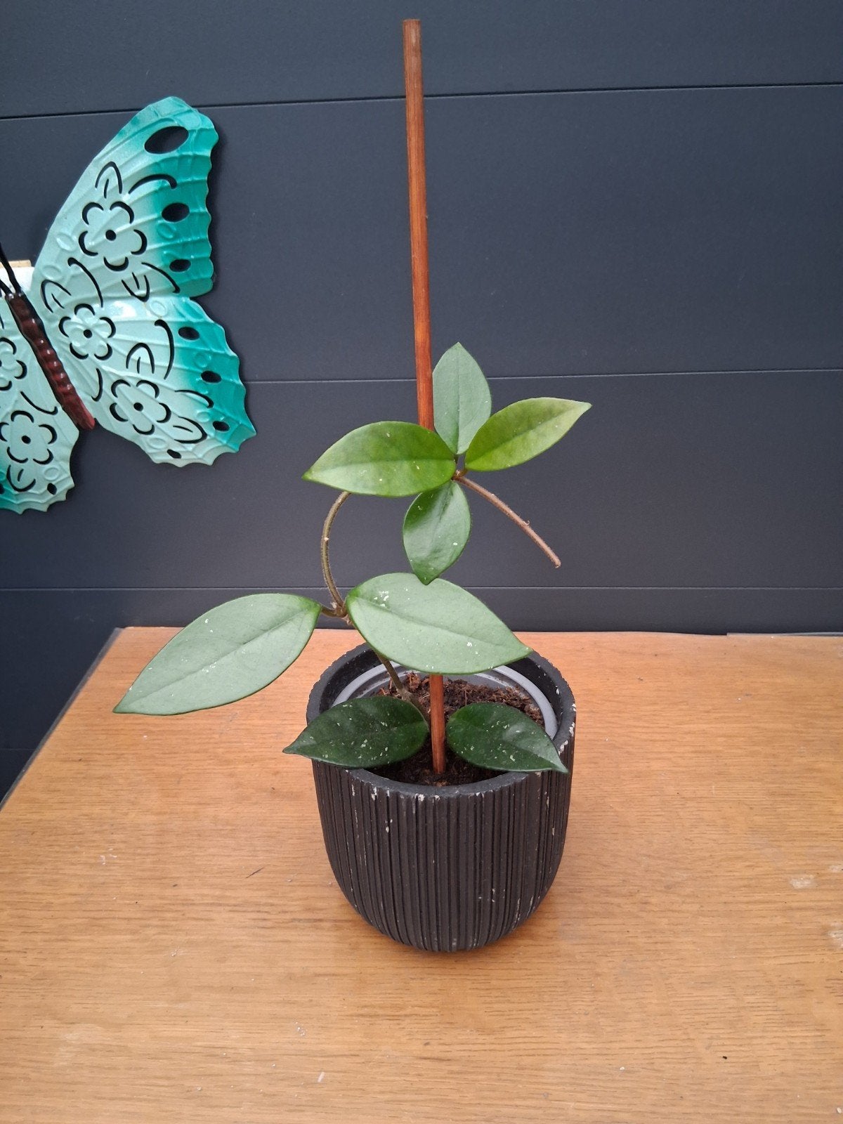 Hoya Carnosa 'Krimson Queen' - Sterke en mooie wasbloem, Huis en Inrichting, Ophalen, Overige soorten, Halfschaduw, In pot