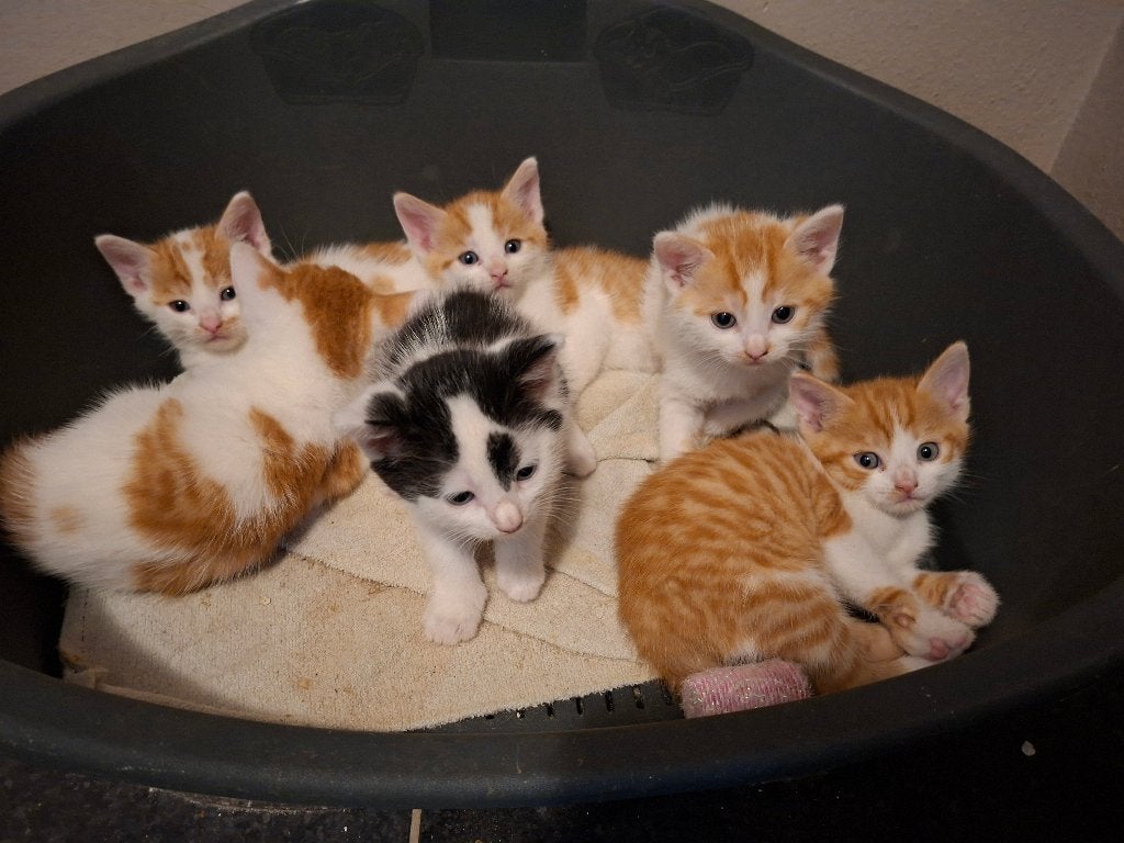 5 lieve kitten katertjes, Meerdere dieren, Ontwormd