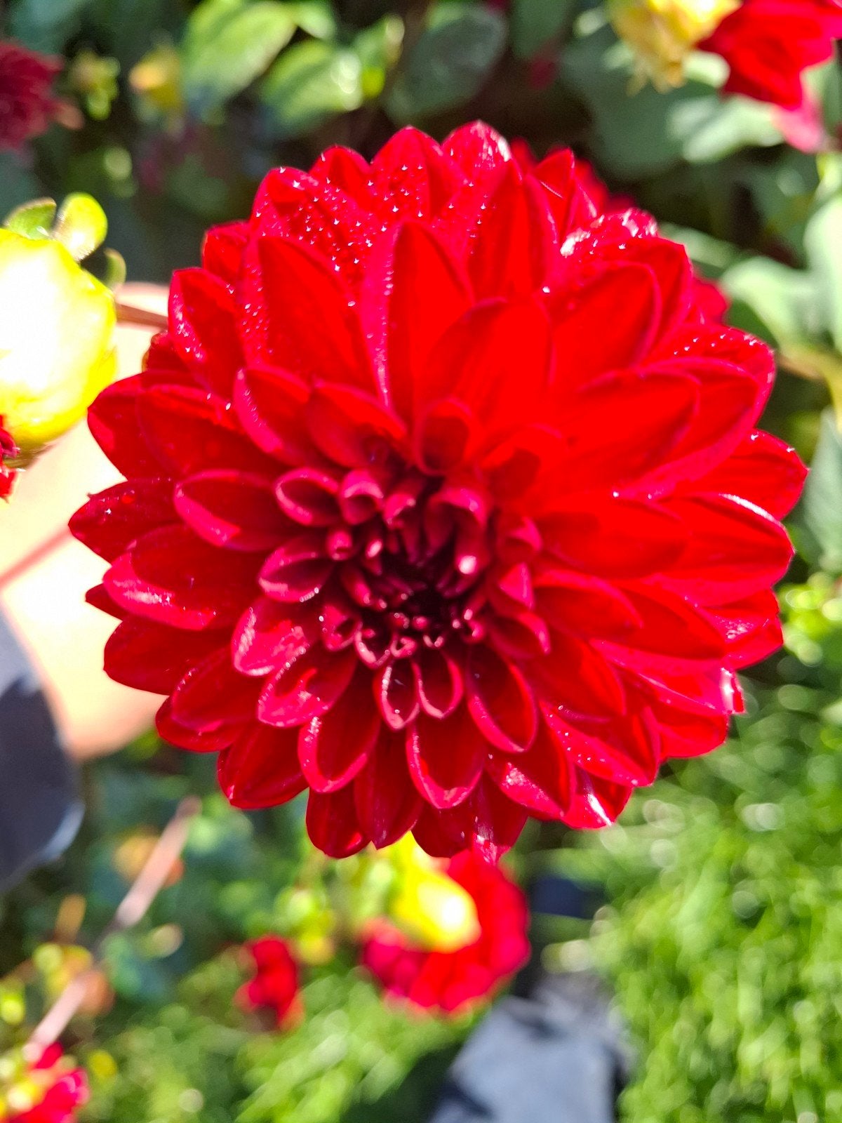 Dahlia Night queen knollen, Ophalen of Verzenden, Volle zon, Knol