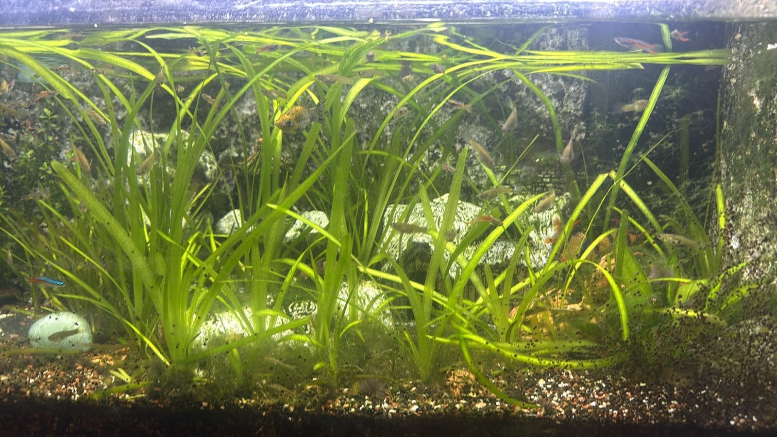 Ik verkoop een compleet aquarium inclusief decoratie vissen., Ophalen