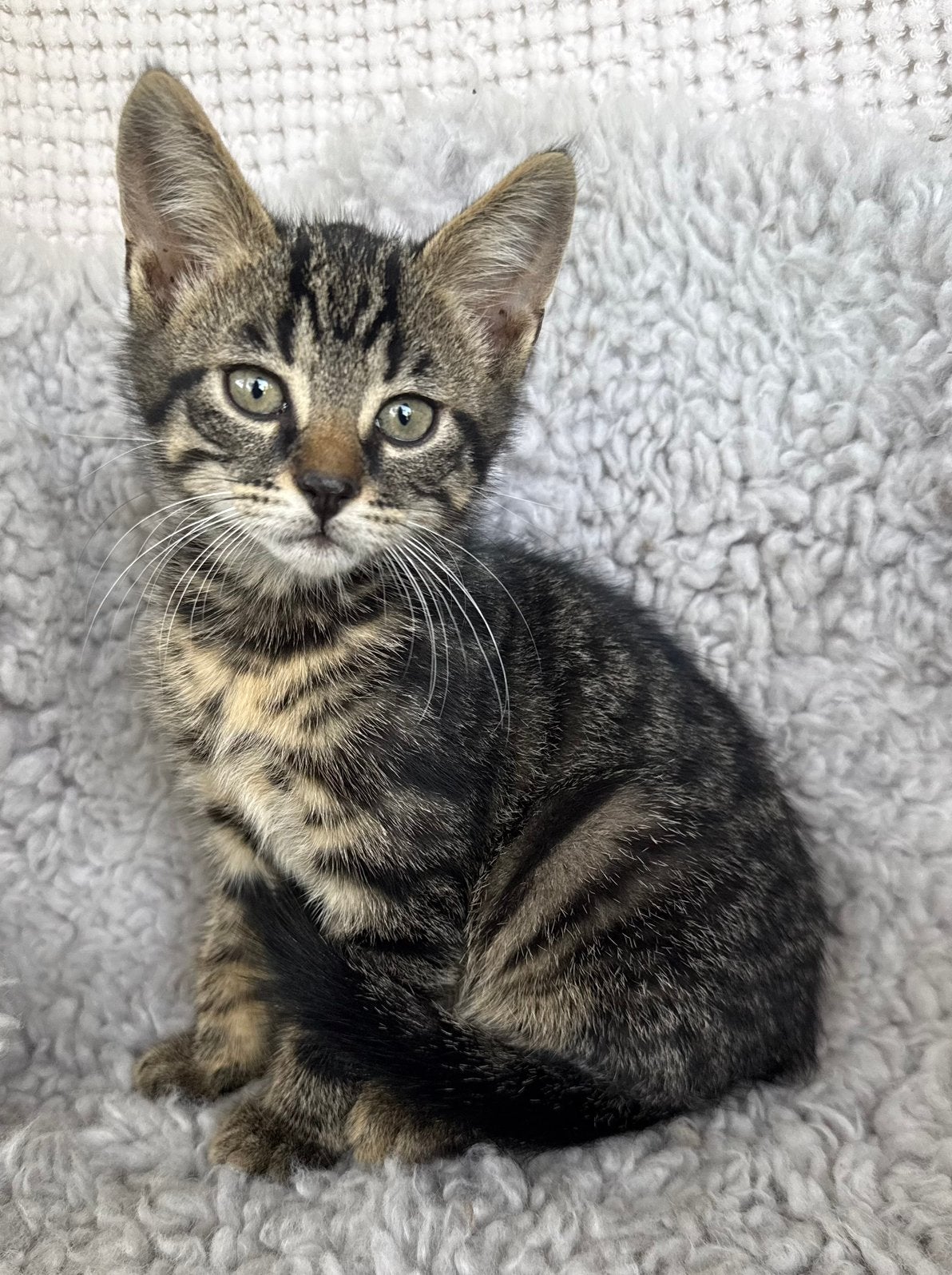 Knuffelkontjes zoeken een nieuw huis, Dieren en Toebehoren, Kater, Kortharig, 0 tot 2 jaar