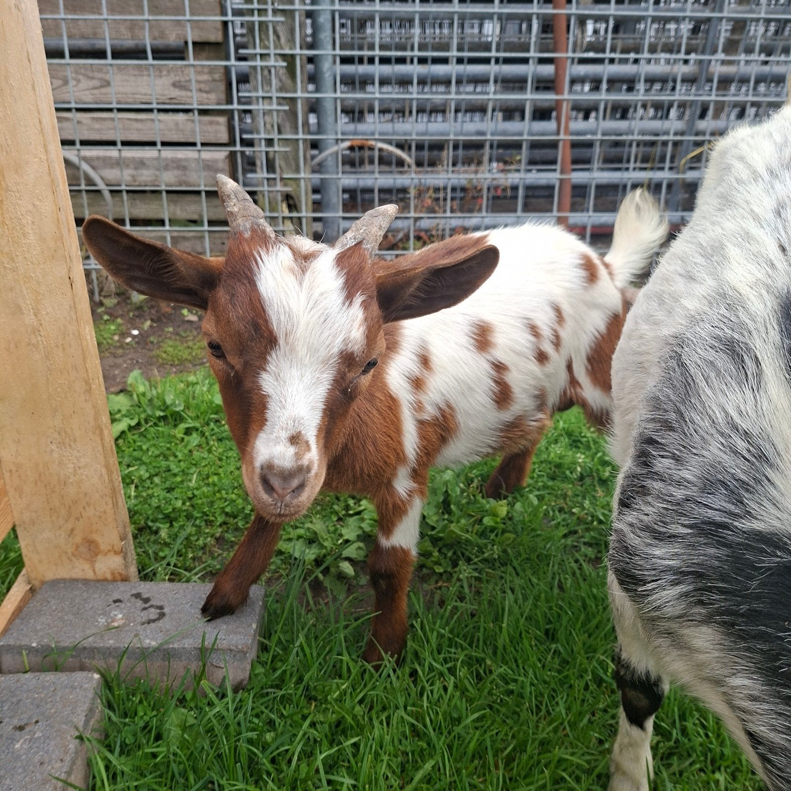 Dwerggeit bokje, Dieren en Toebehoren, Mannelijk, Geit, 0 tot 2 jaar
